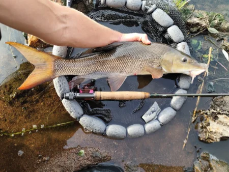 Barbeau pêché en nymphe au fil sur la rivière Vienne