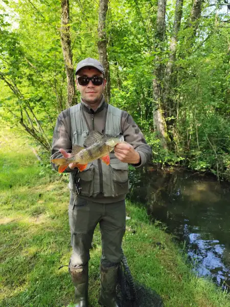 Une perche pêcher au leurre sur une rivière de la Vienne.